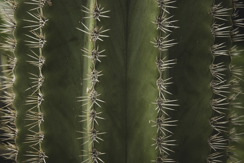 macro photograph of cactus plant