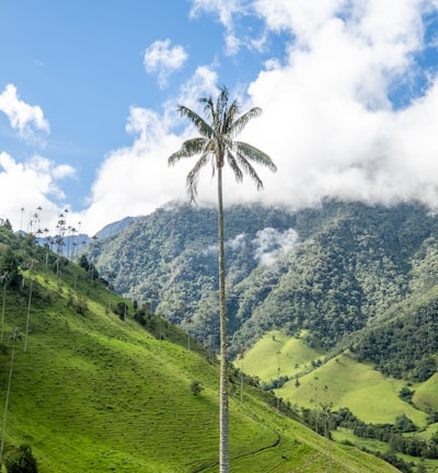 green palm tree between grass field under cloudy sky at daytime