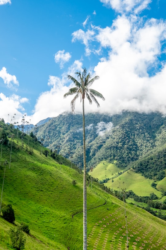 Cocora Valley things to do in Salento