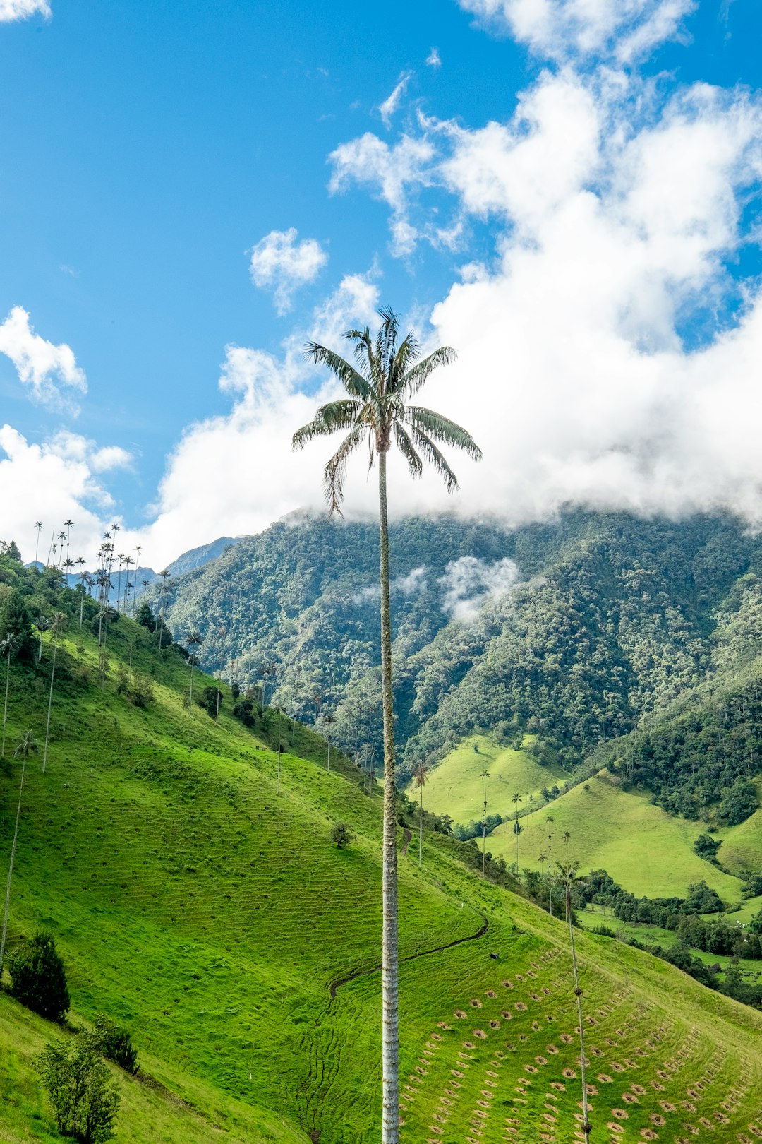 Hill station photo spot Cocora Valley Filandia