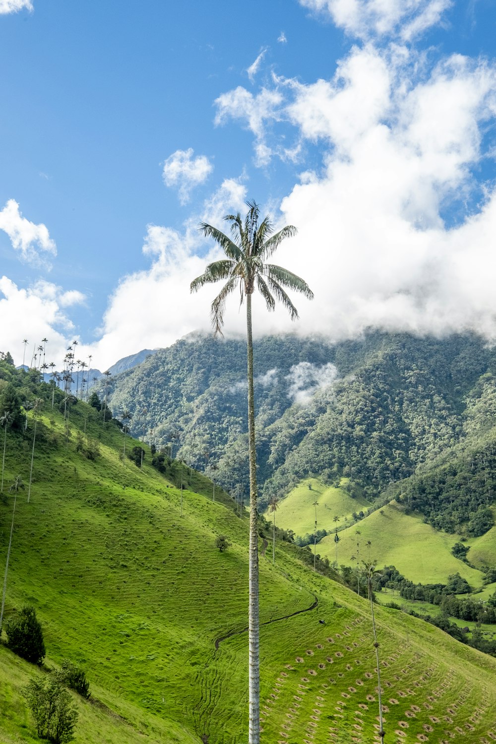 palmier vert entre champ d’herbe sous ciel nuageux pendant la journée