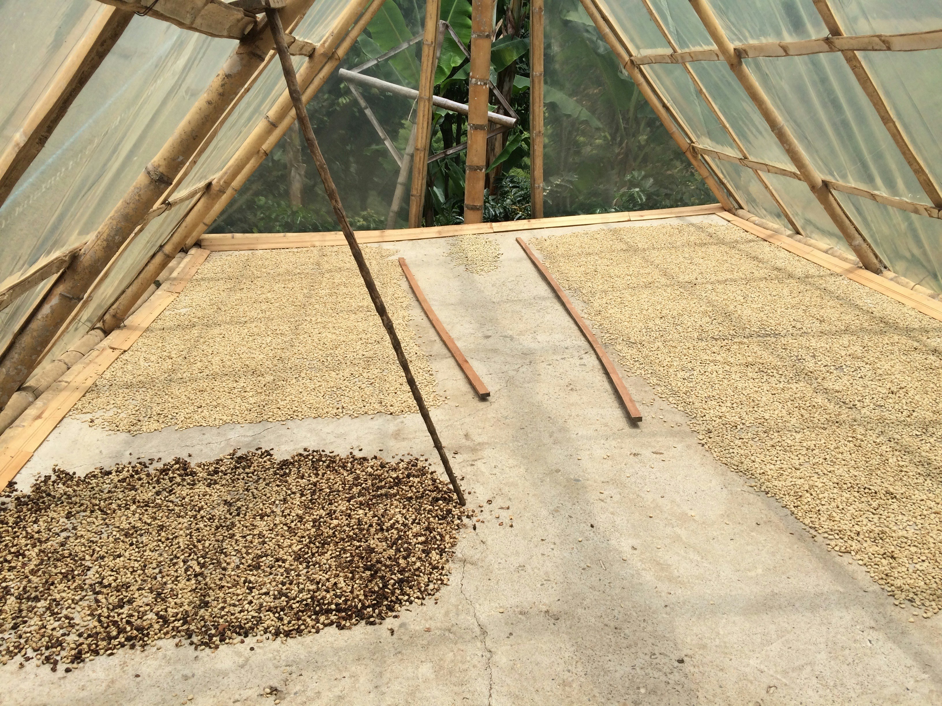 rice grains on brown surface, This is a shot from the mountains of Colombia, where coffee beans are grown, harvested, and processed. This shot shows a harvest of beans drying. The sticks are used to separate the beans from their shells, which peel off easily as the bean dries.