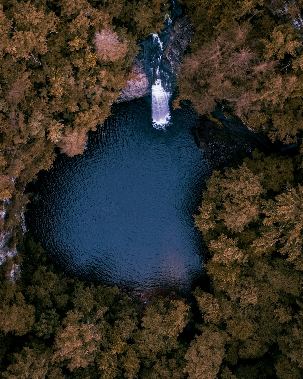 木々に囲まれた水域の航空写真