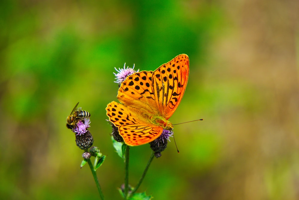 a close up of a butterfly on a flower