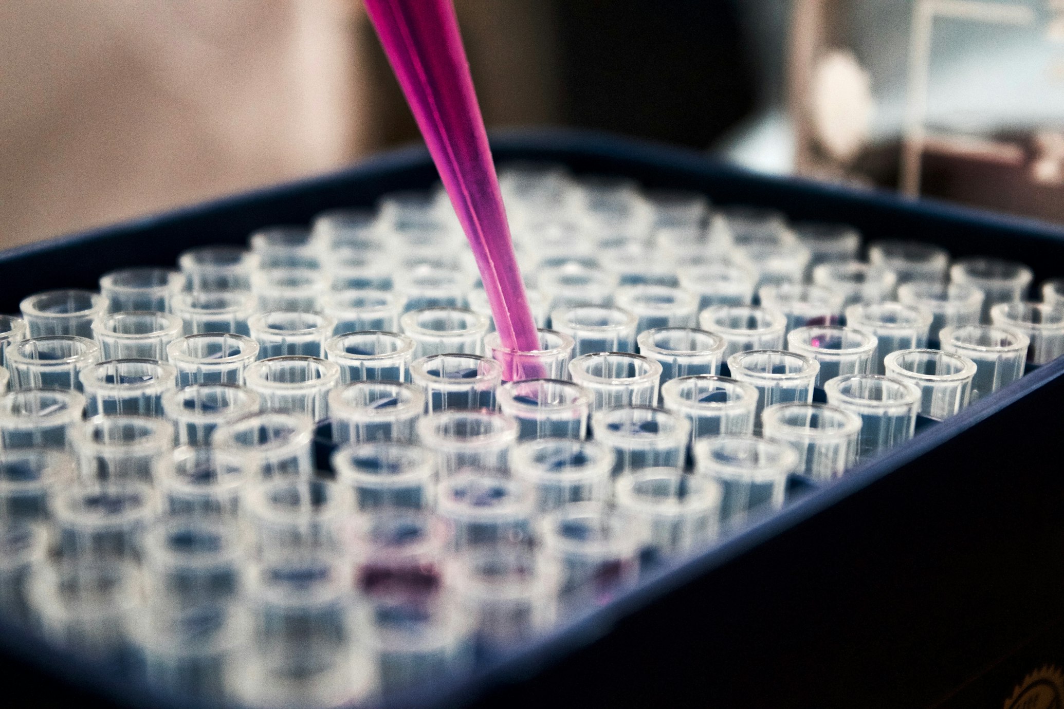 Purple liquid being injected into one of many test tubes