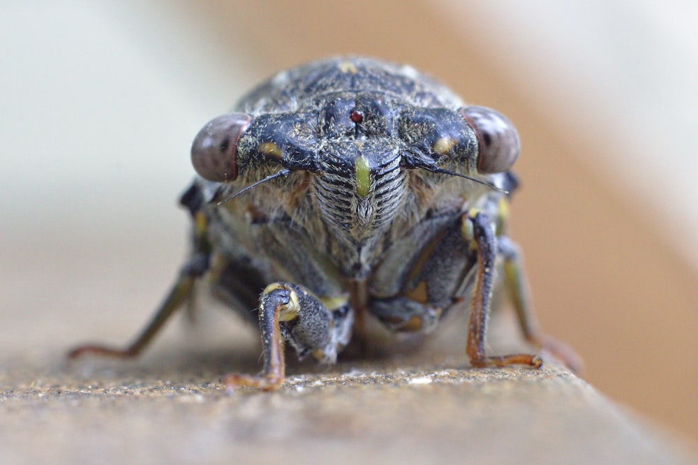 Insecto negro y marrón