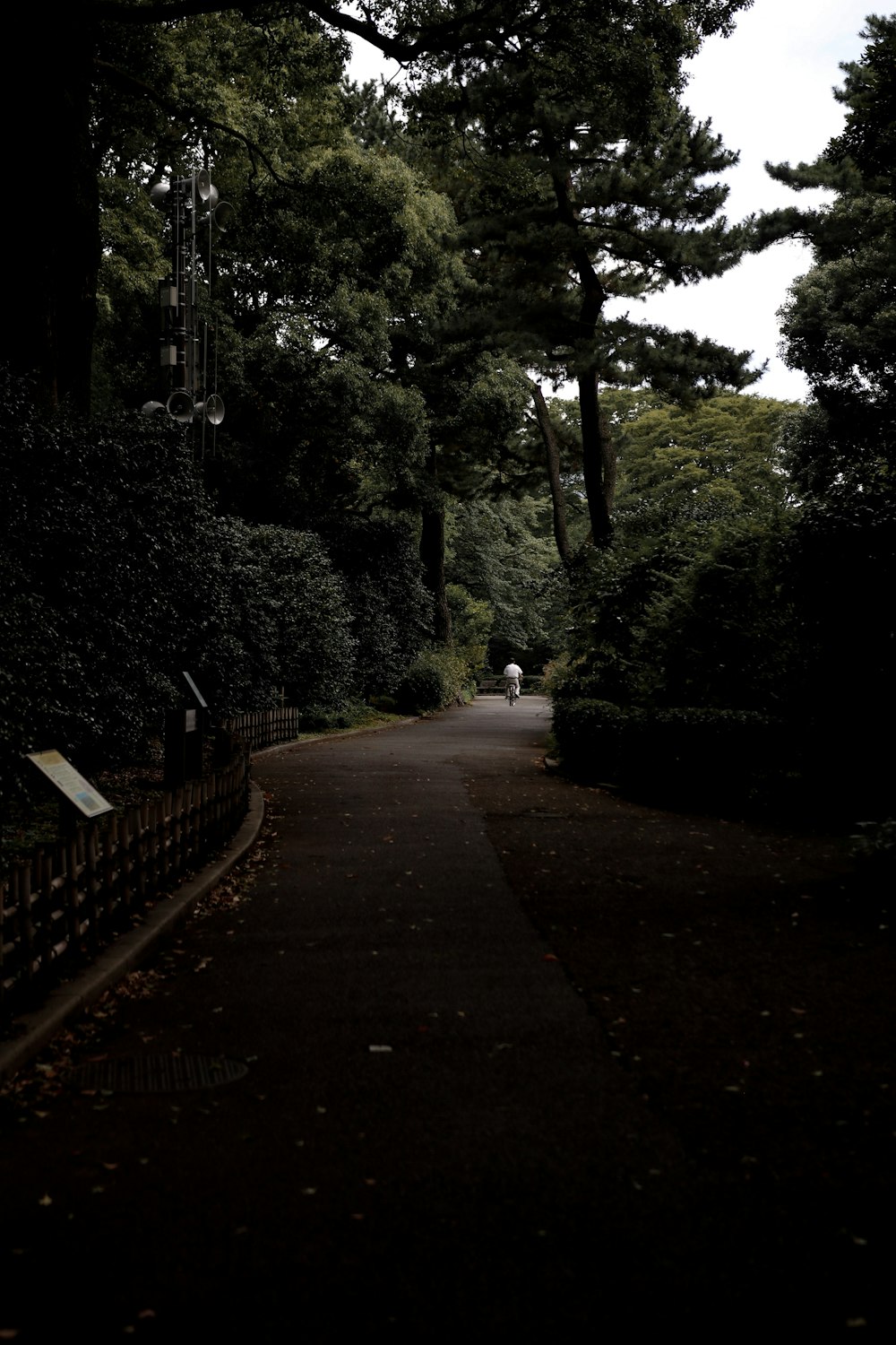 concrete pathway between trees