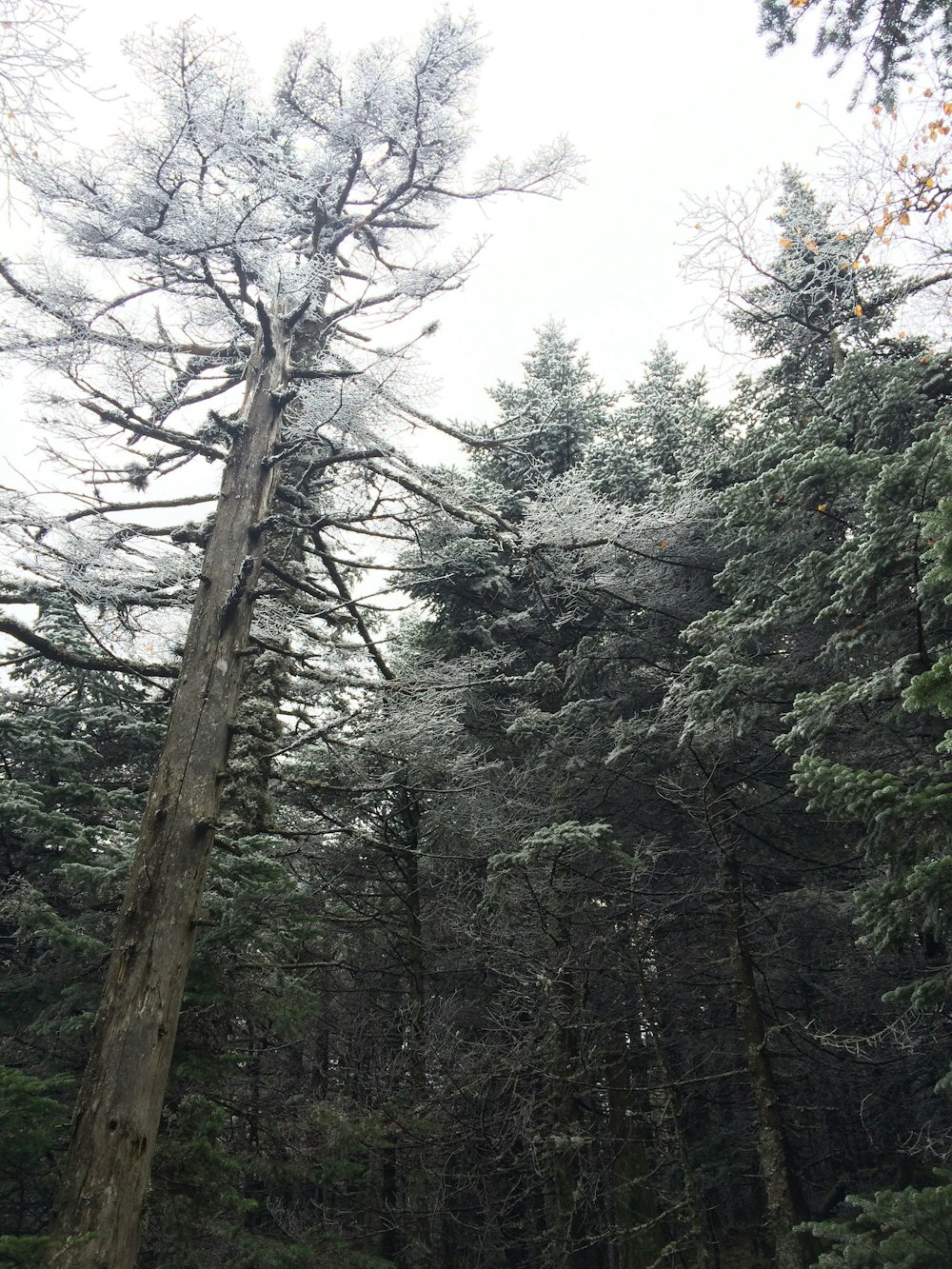 withered tree covered with snow