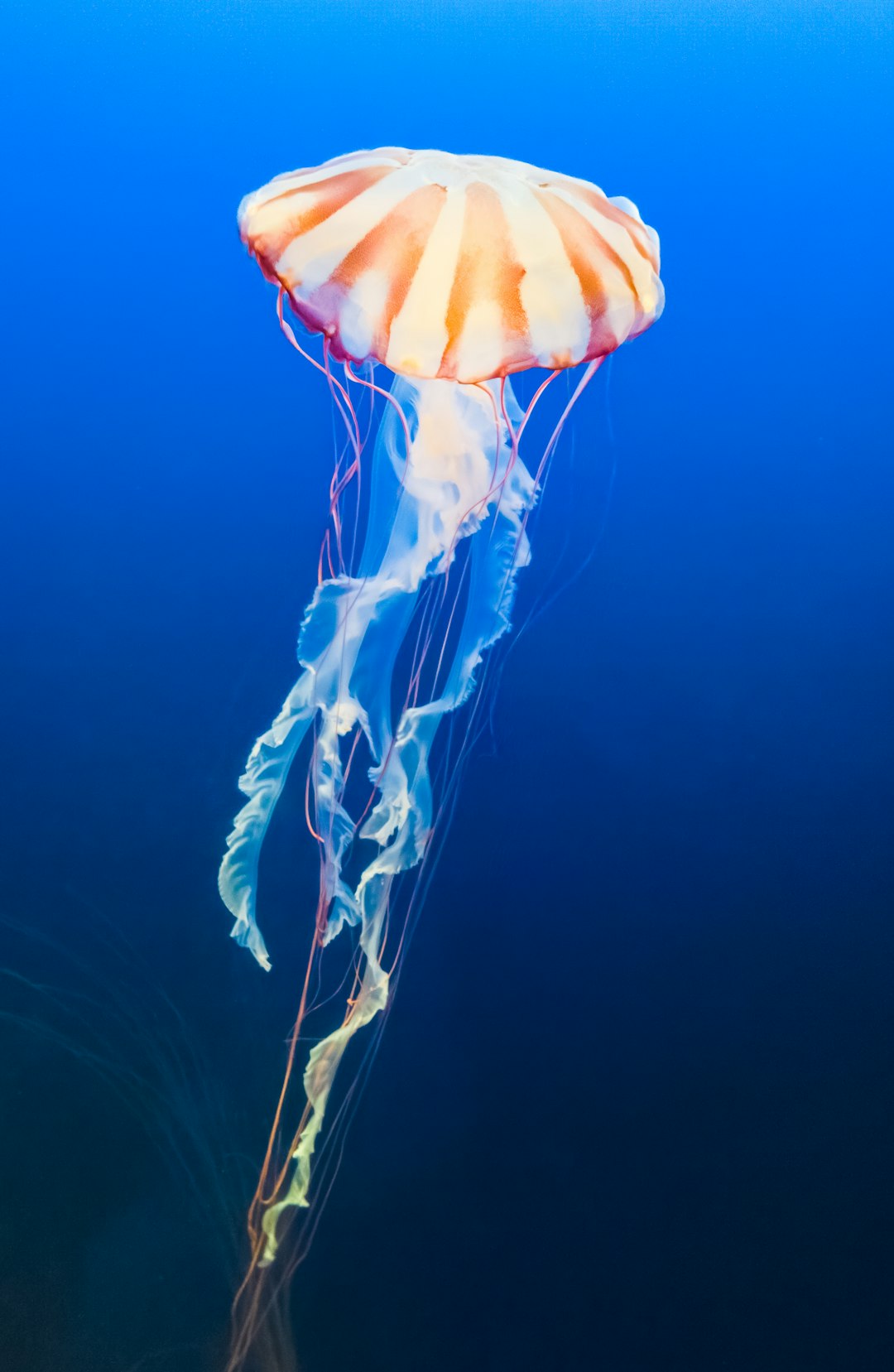 brown and blue jellyfish underwater