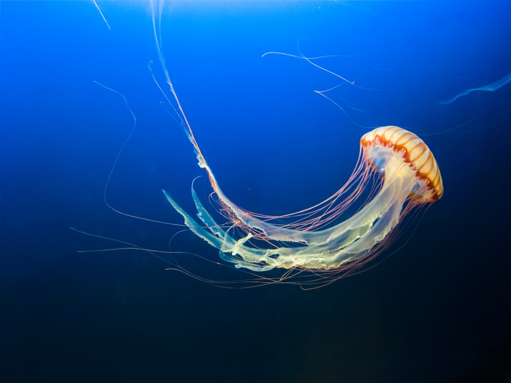 Foto de medusa marrón