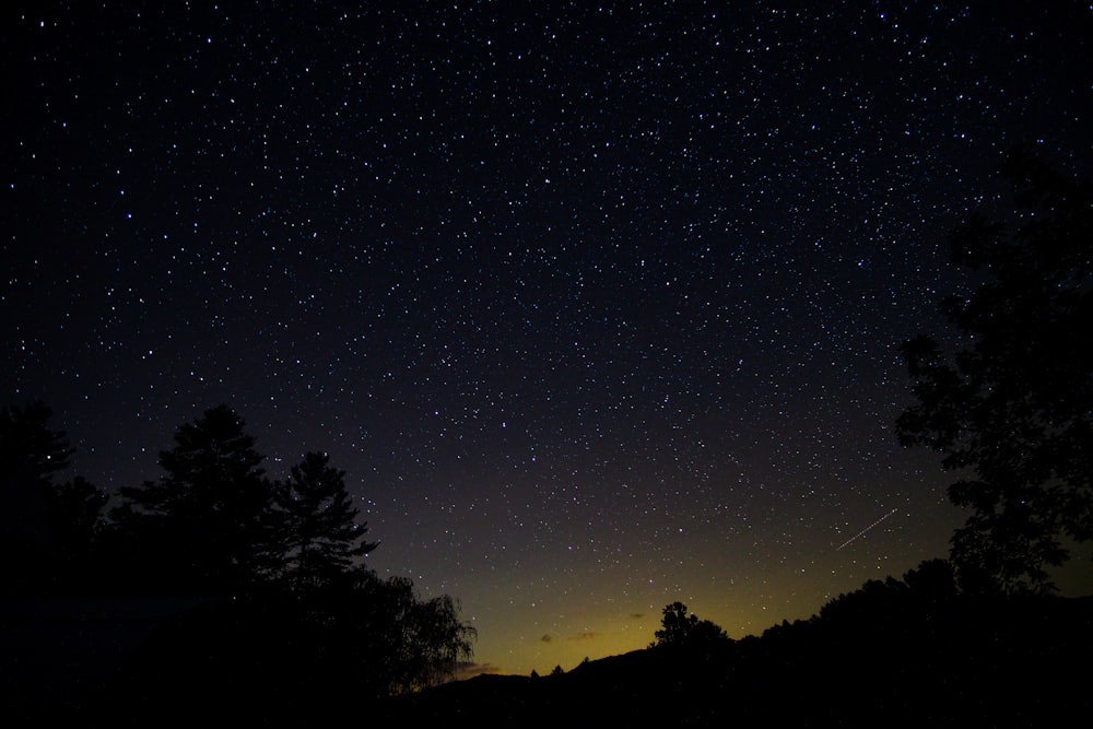 silhouette di alberi sotto cielo stellato