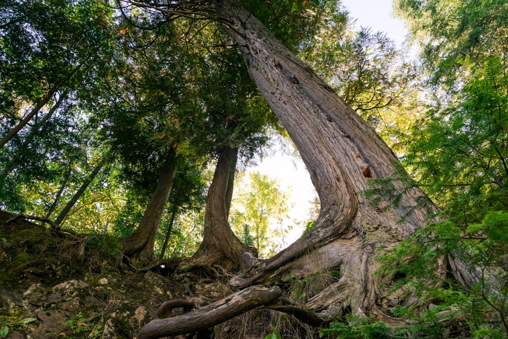 worms eyeview of green trees