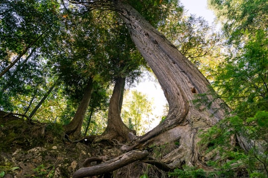 worms eyeview of green trees in Upper Peninsula of Michigan United States