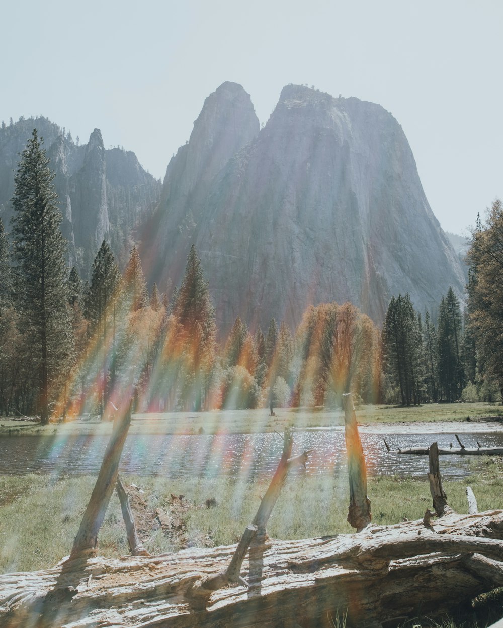 trees beside mountain