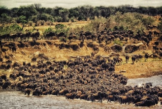 herd of buffalos