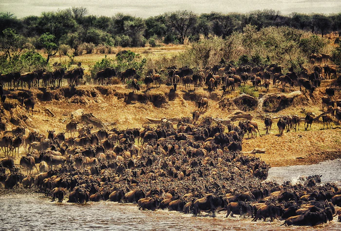 Wildebeest herds gathering on the plains