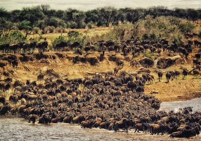 Kenia Massai Mara Flugsafari Mara River Große Migration Gnuherde bei der Flussüberquerung