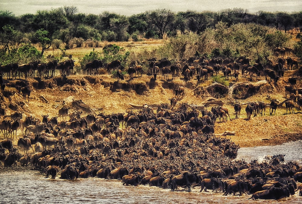 herd of buffalos