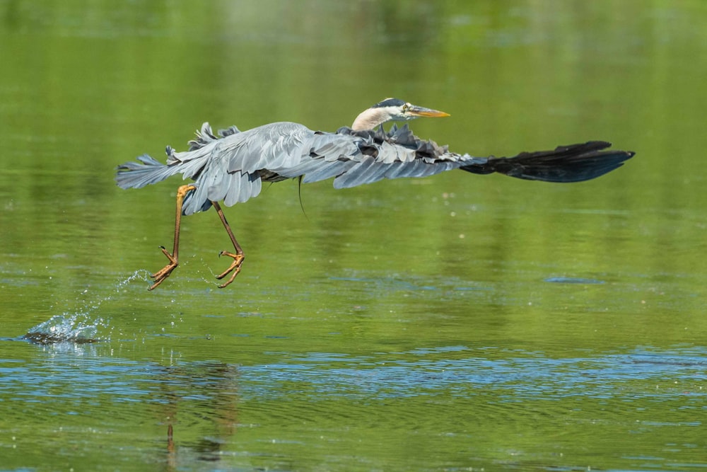 black and gray pelican