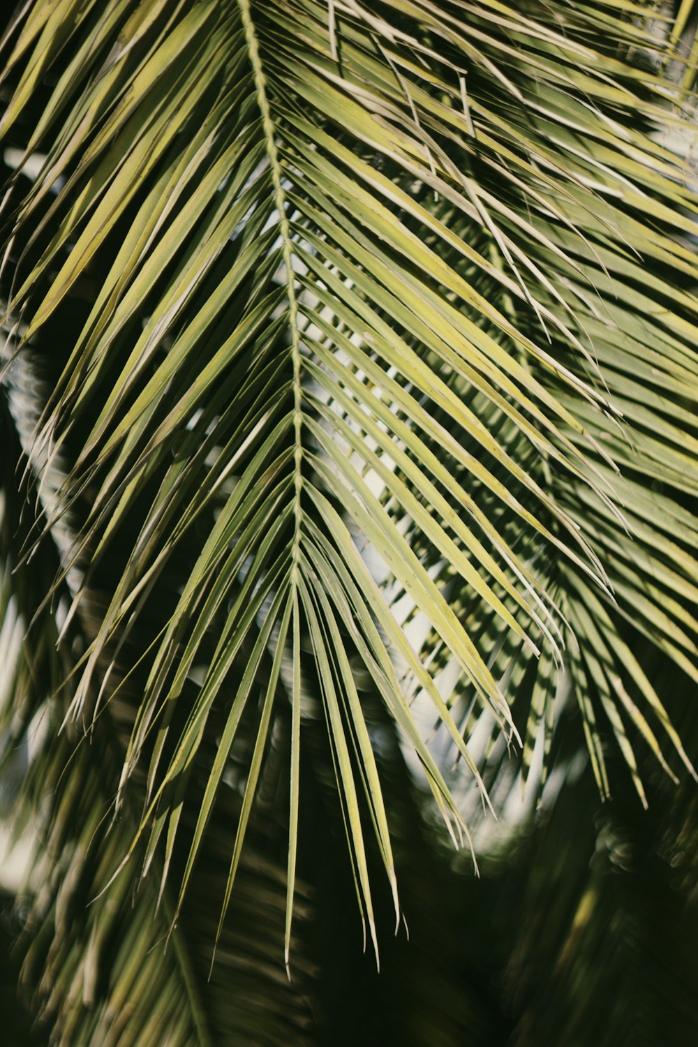 shallow focus photo of tree