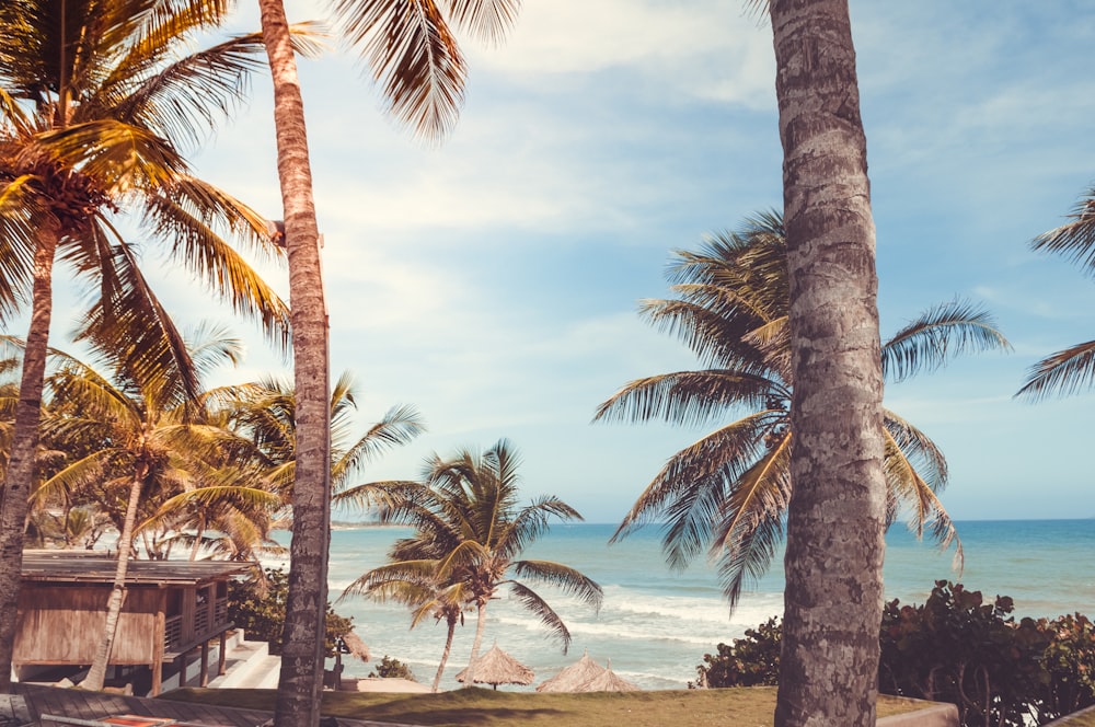 waves crashing through shores surrounded by coconut tress and cottage