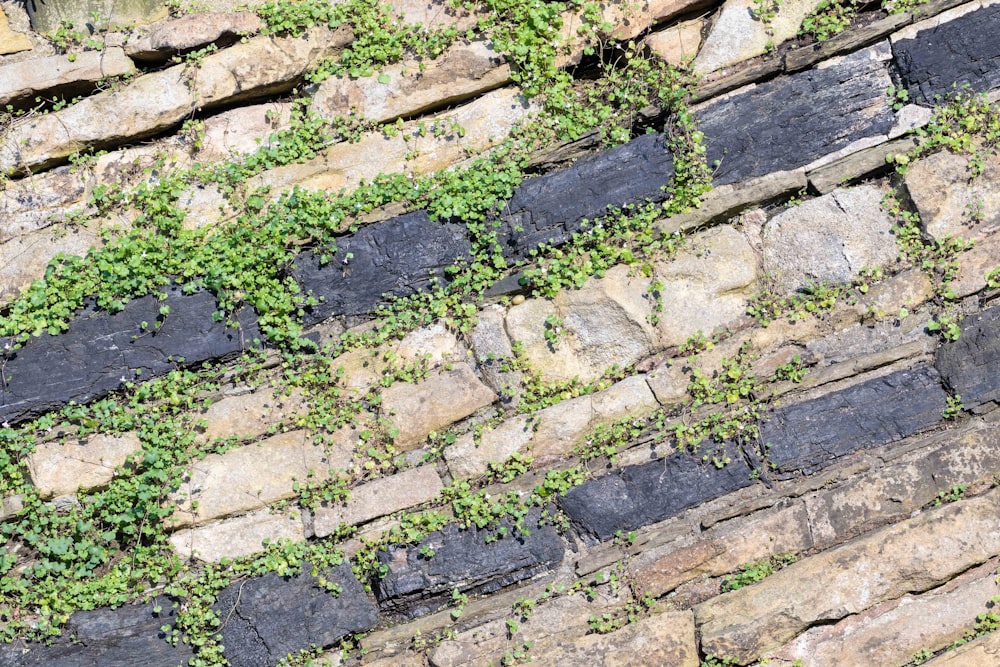 green-leafed plant