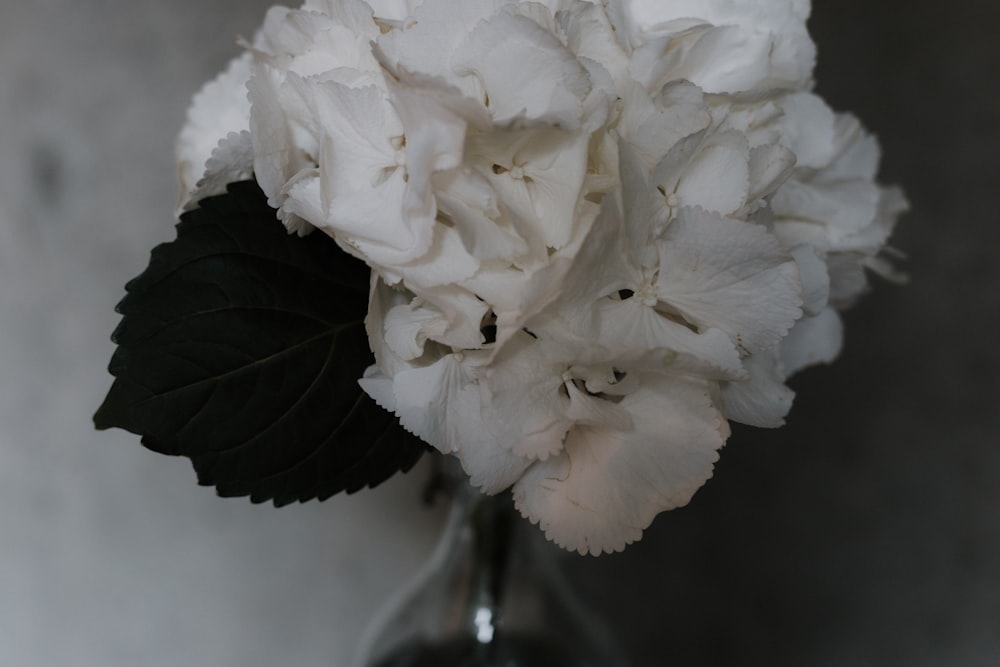fiori dai petali bianchi