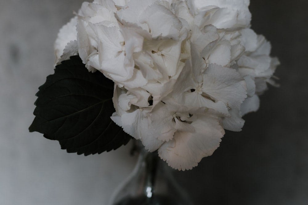 white petaled flowers