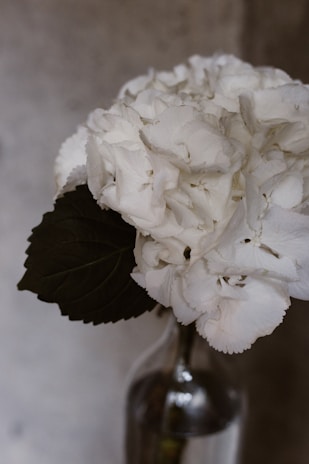A beautifully arranged bouquet of hydrangeas ready for export.