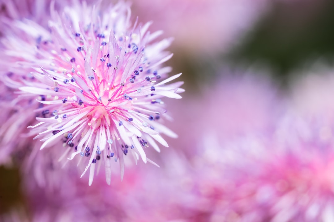 close up photo of purple flower