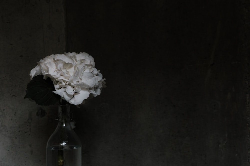 white petaled flowers on clear glass vase