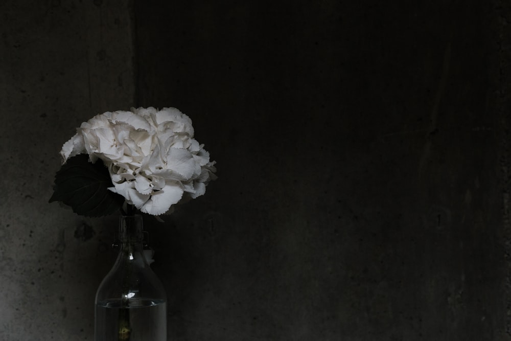fleurs à pétales blancs sur vase en verre transparent
