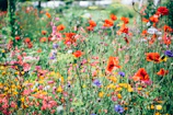 red, pink, and yellow flowering plants