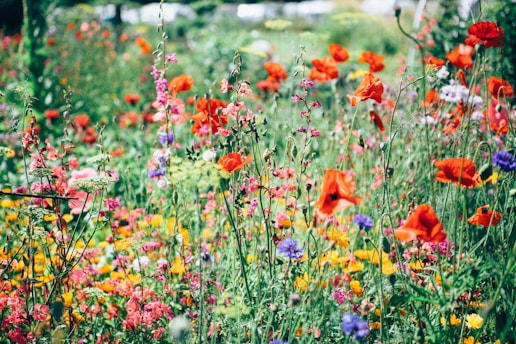 red, pink, and yellow flowering plants