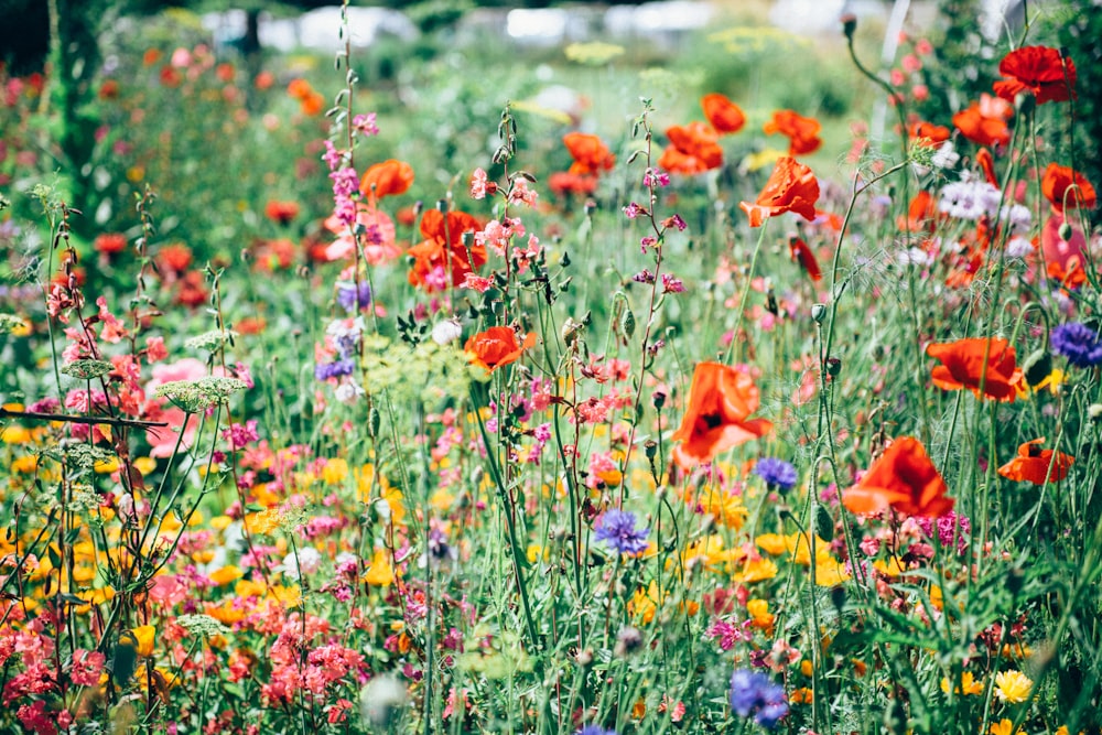 plantas com flores vermelhas, rosas e amarelas