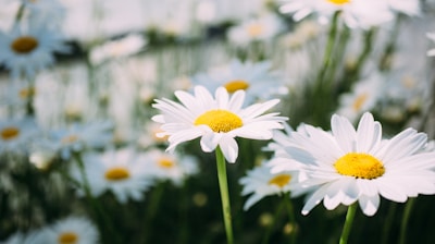 bed of white daisy flowers