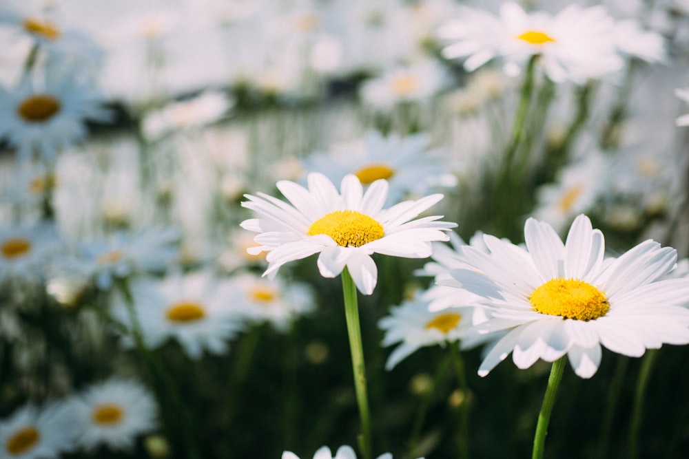 lecho de flores de margarita blanca