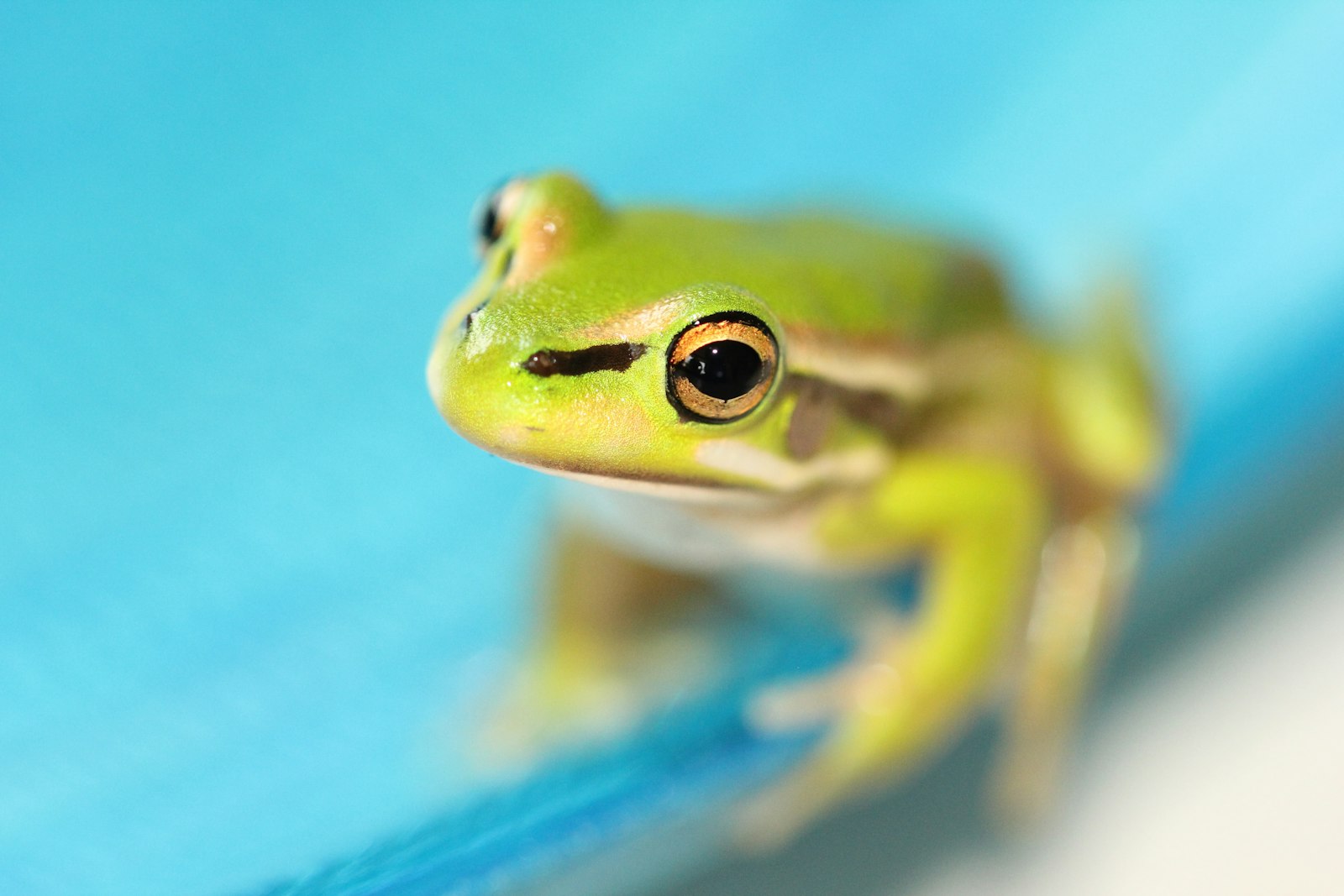 Canon EOS 60D + Canon EF 100mm F2.8L Macro IS USM sample photo. Green frog on blue photography