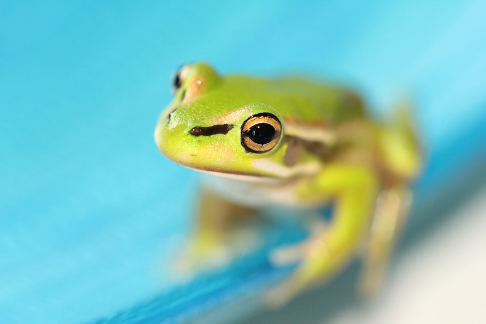 green frog on blue surface