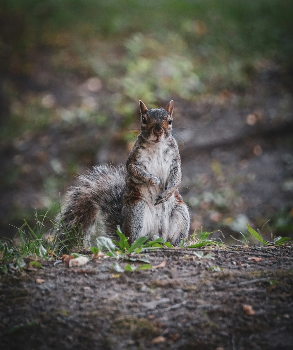 squirrel on green grass