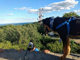 A dog wearing a harness stands at the edge of a stone ledge, looking down. A person clad in a Batman-themed cap is seen peeking over the ledge. In the background, lush green trees lead to a distant water body with a clear blue sky scattered with clouds. A tall communication tower is visible, adding an element of technology to the natural landscape.