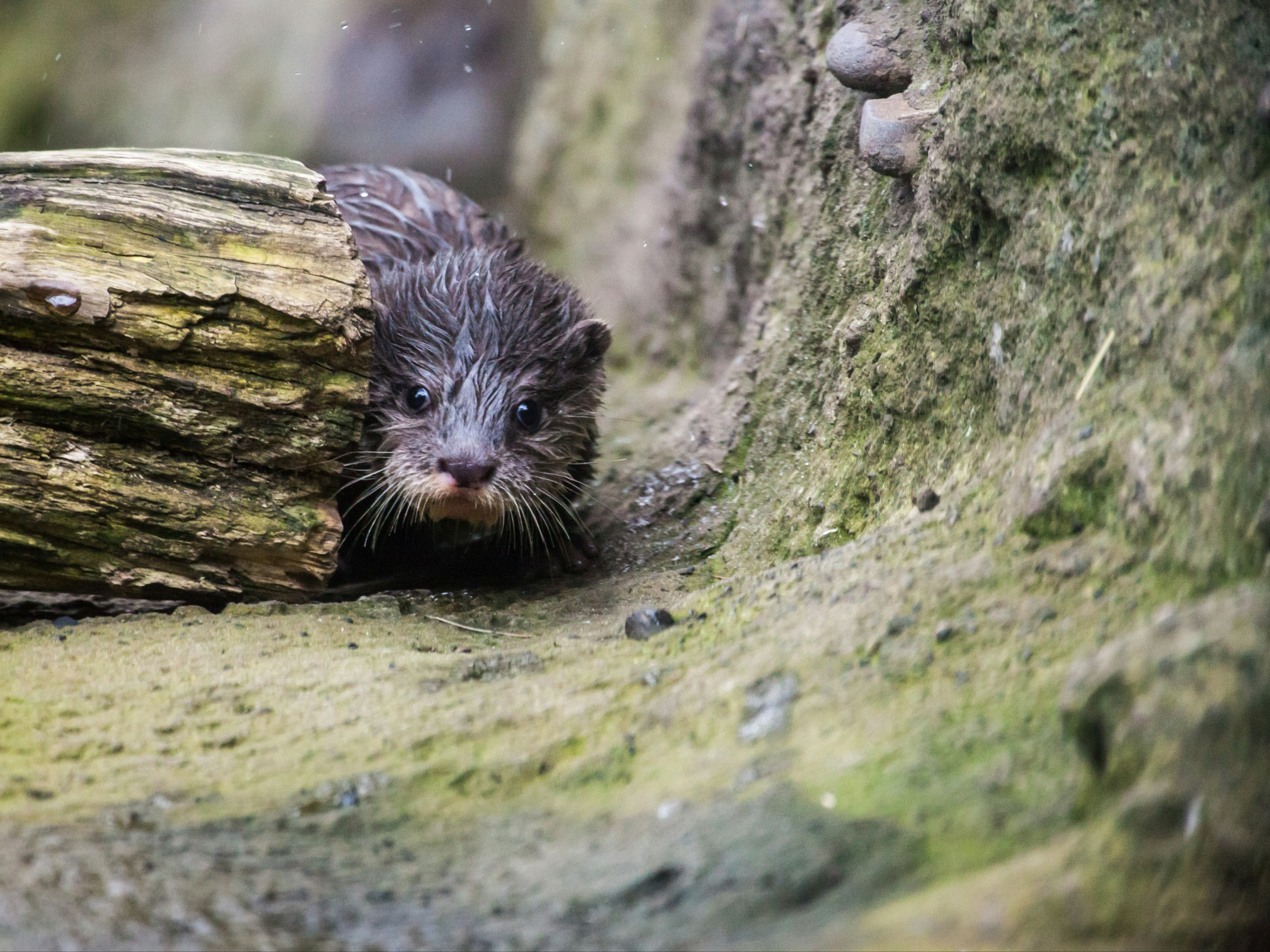 black beaver near log