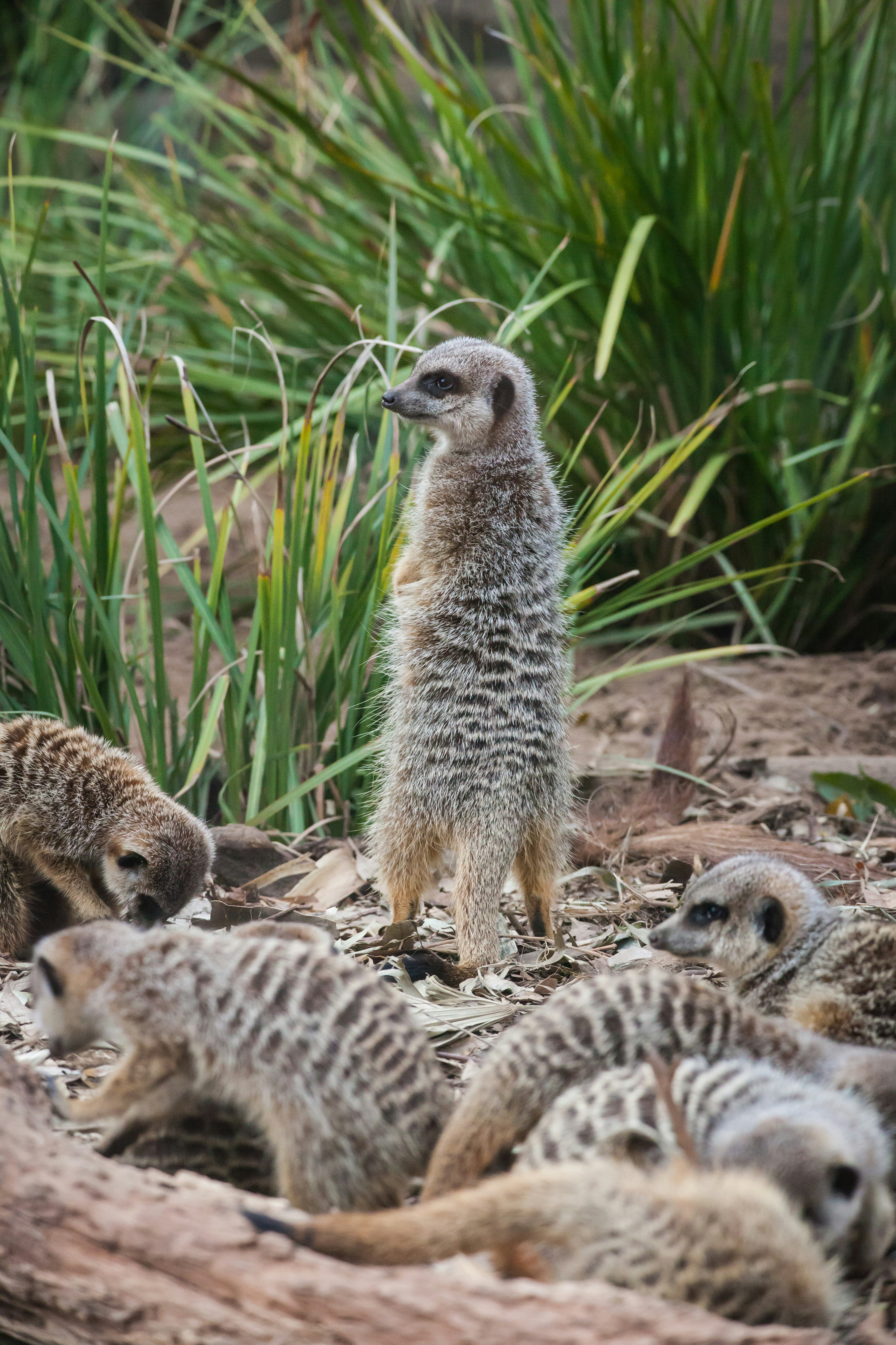 group of meerkat