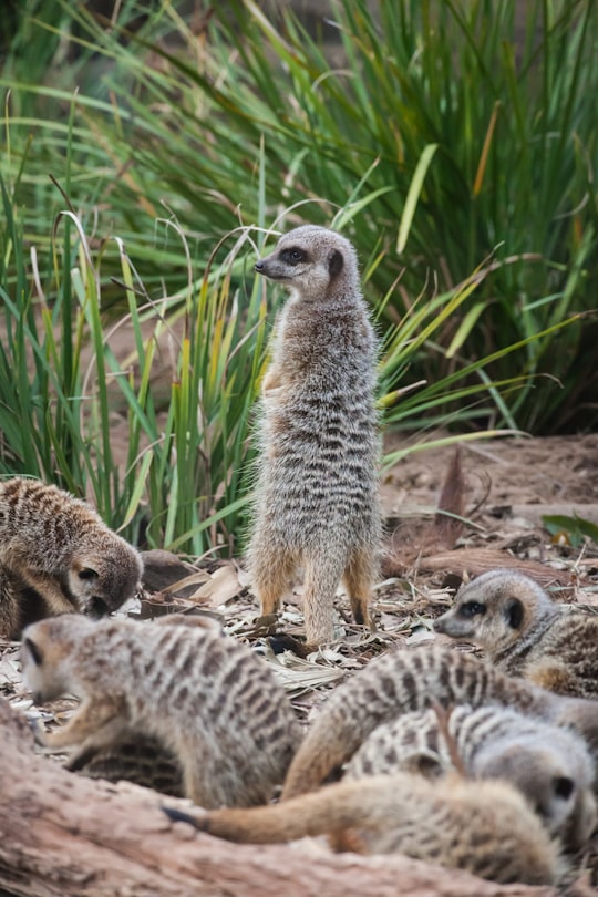 group of meerkat in Taronga Zoo Australia
