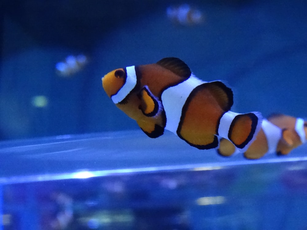person taking photo of clown fish