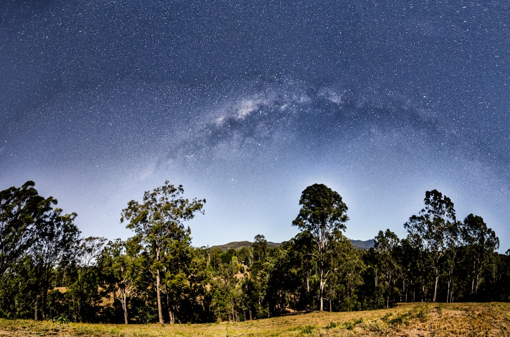 trees under purple sky