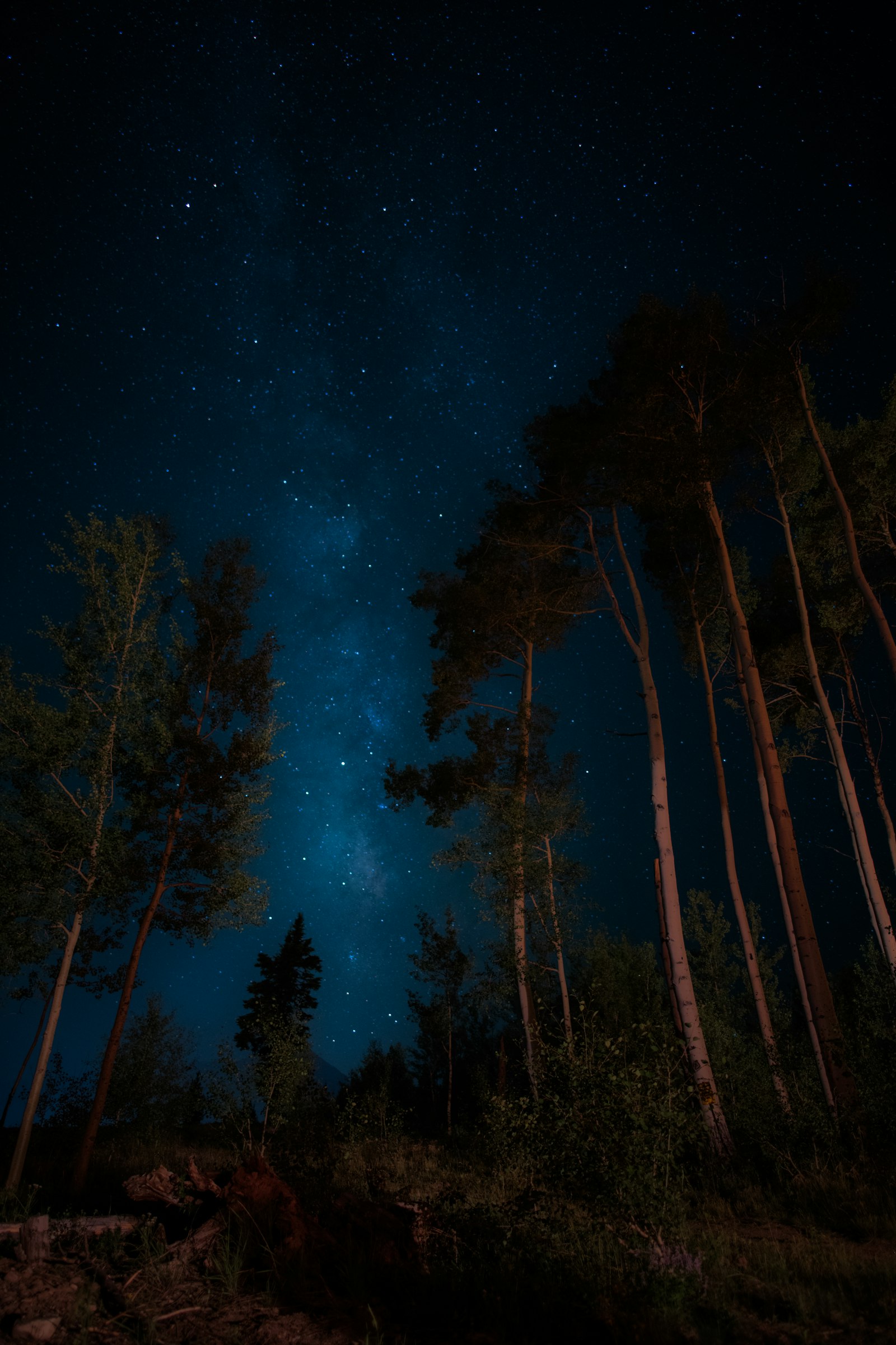 Nikon D850 + Nikon AF-S Nikkor 20mm F1.8G ED sample photo. Green trees under galaxy photography