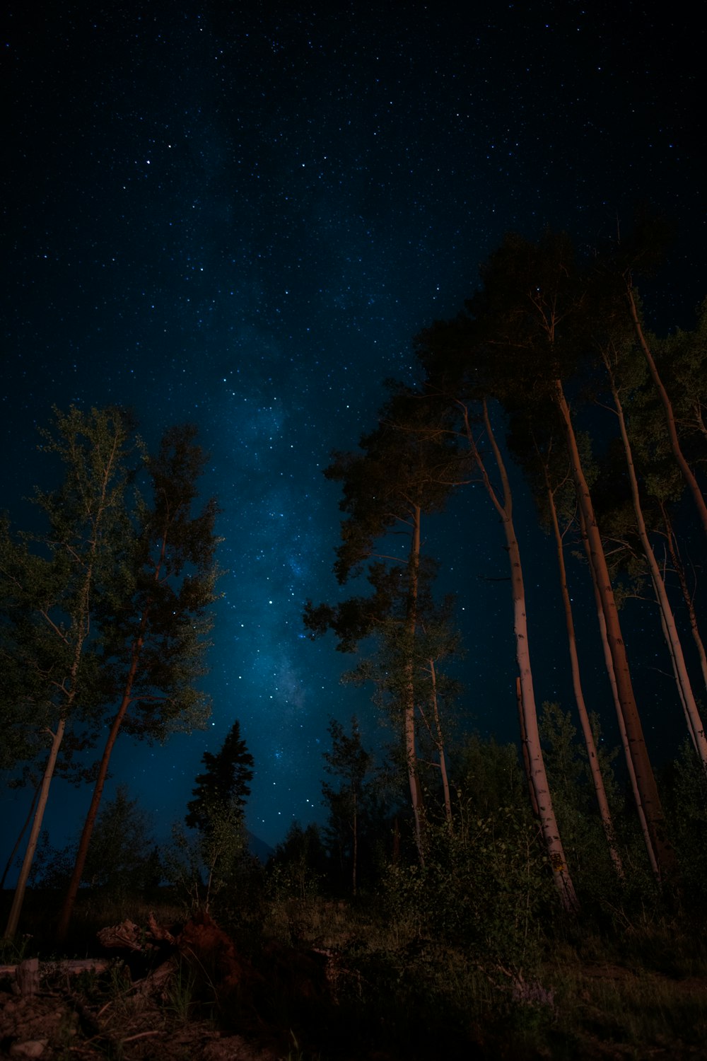 Árvores verdes sob a galáxia com estrelas