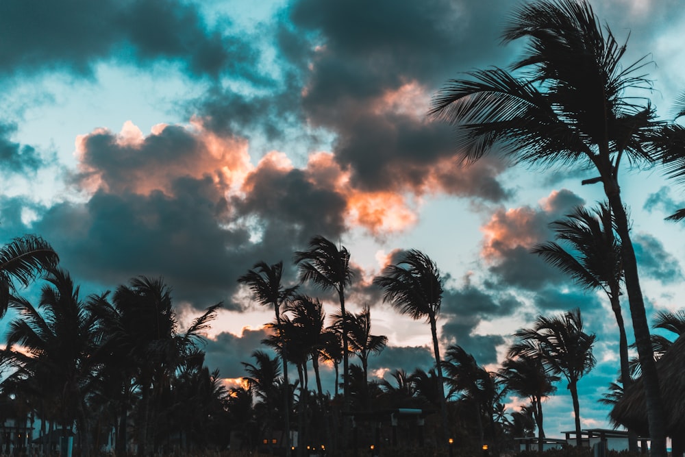 silhouette of palm trees during golden hour