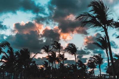 silhouette of palm trees during golden hour dominican republic teams background